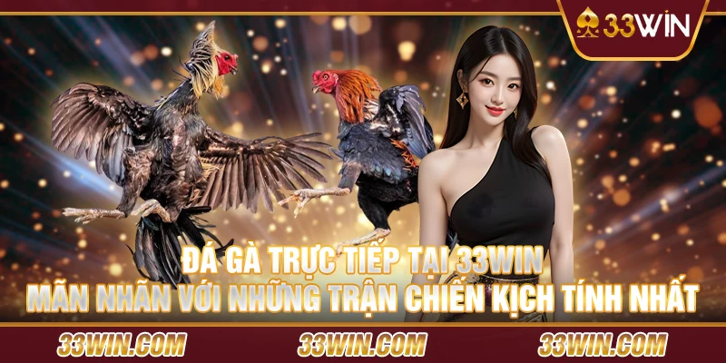 Đá gà trực tiếp tại 33Win - Mãn nhãn với những trận chiến kịch tính nhất